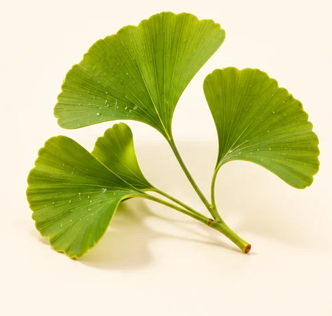 Ginkgo Biloba Powder